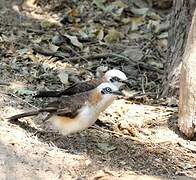 Bare-cheeked Babbler