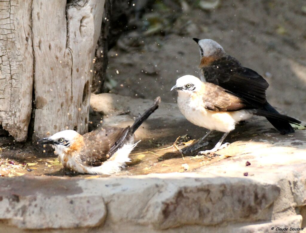 Bare-cheeked Babbler