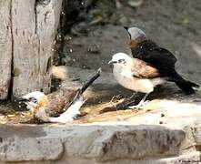 Bare-cheeked Babbler