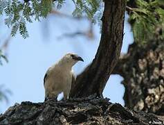 Southern Pied Babbler