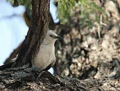 Southern Pied Babbler