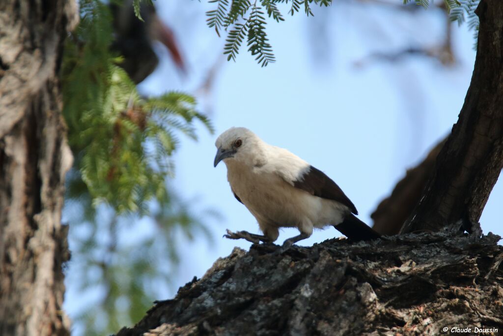 Southern Pied Babbler