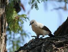 Southern Pied Babbler