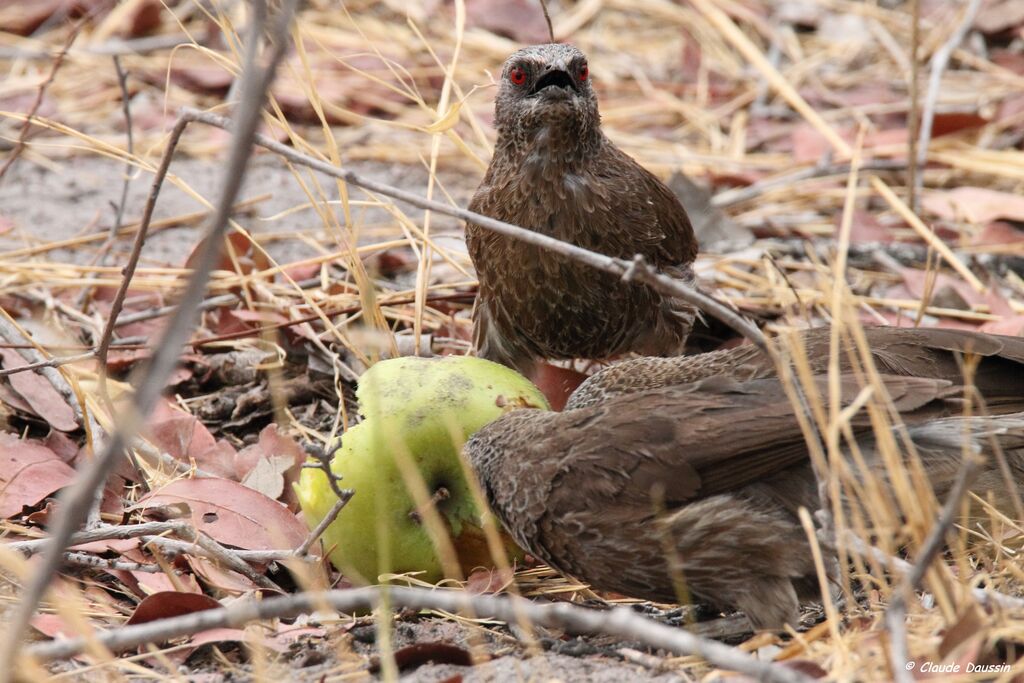 Hartlaub's Babbler