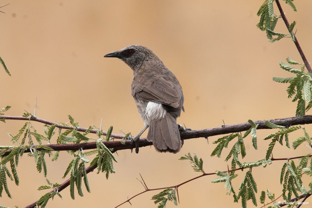 Hartlaub's Babbler