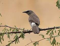 Hartlaub's Babbler