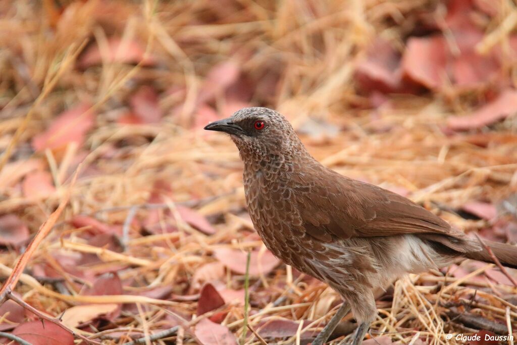 Hartlaub's Babbler