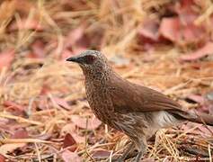 Hartlaub's Babbler