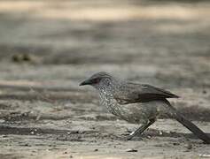 Arrow-marked Babbler