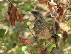 Arrow-marked Babbler