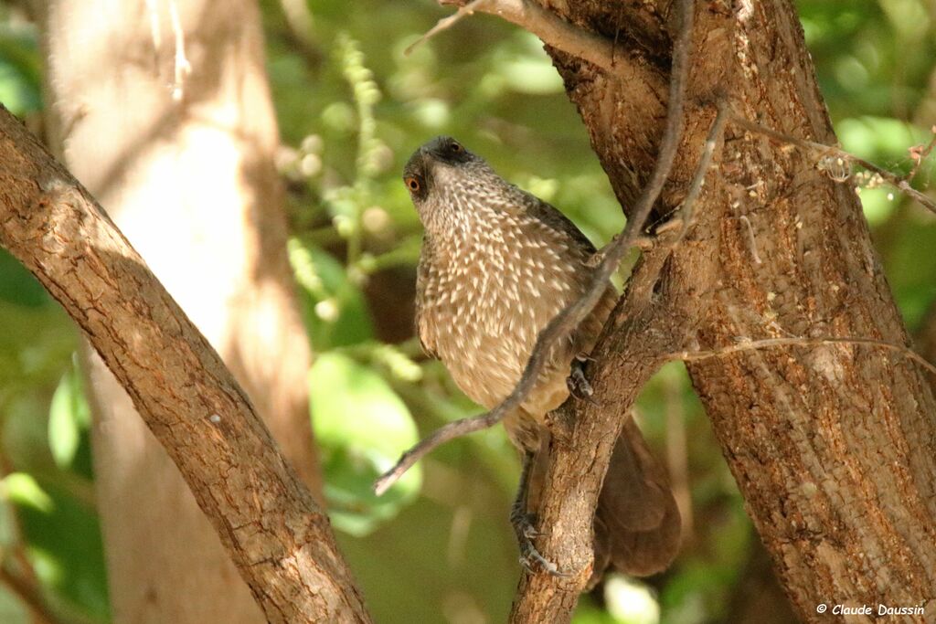 Arrow-marked Babbler