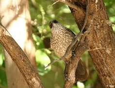 Arrow-marked Babbler