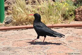 Red-billed Chough