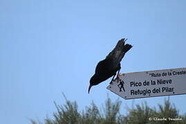 Red-billed Chough