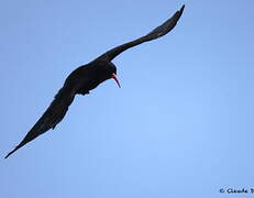 Red-billed Chough