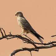 Greater Kestrel