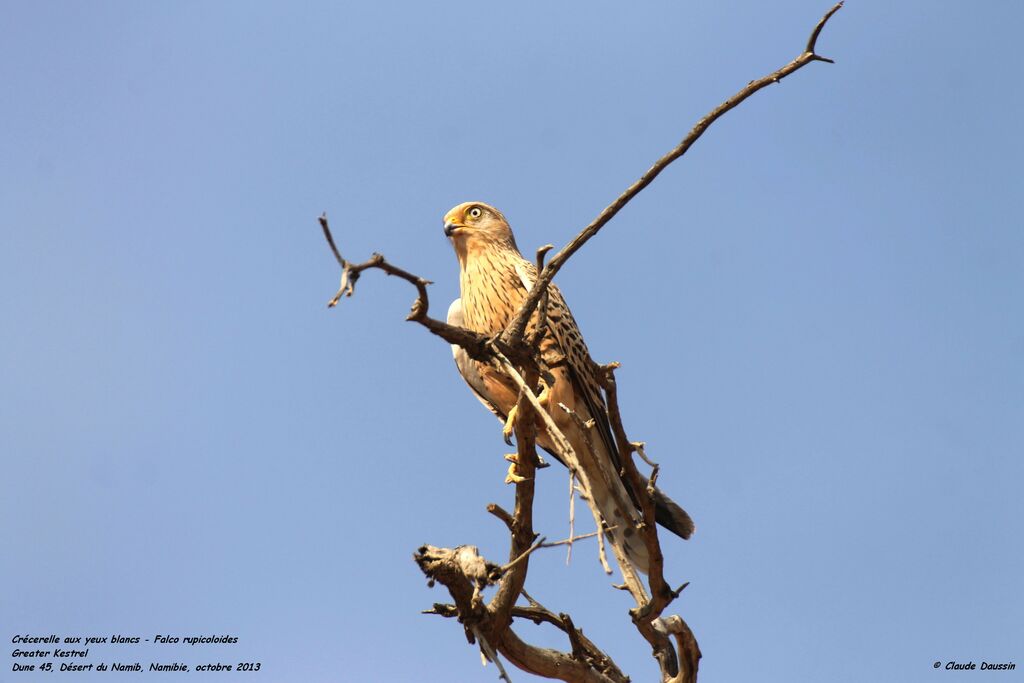 Greater Kestrel