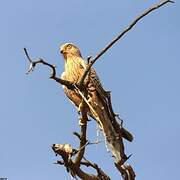 Greater Kestrel