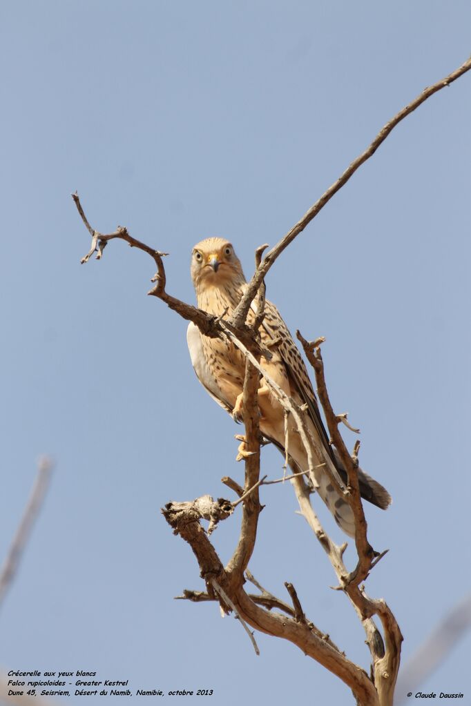 Greater Kestrel