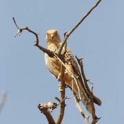 Greater Kestrel