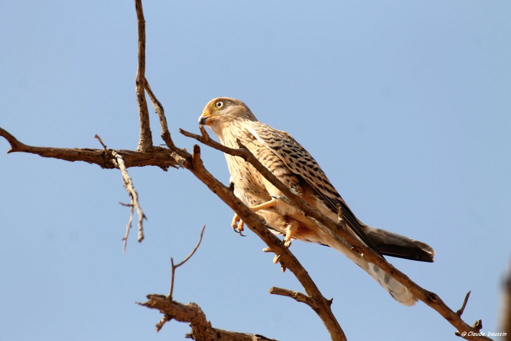 Greater Kestrel