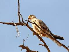 Greater Kestrel