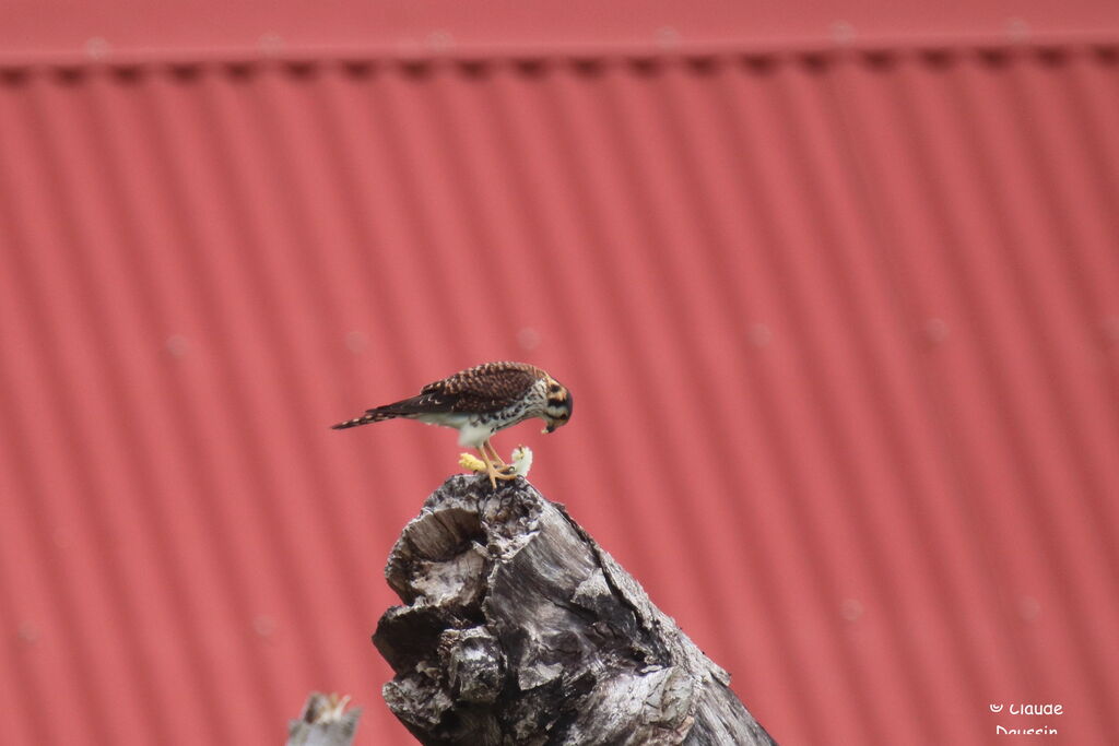 American Kestrel