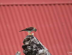 American Kestrel