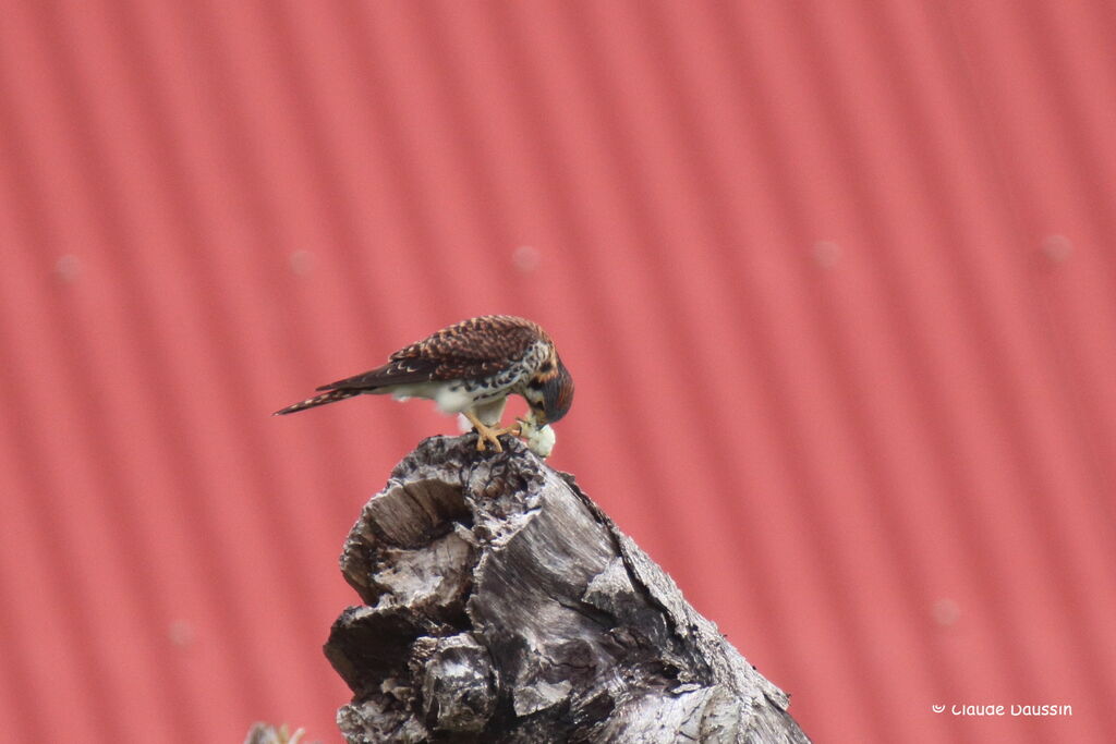 American Kestrel