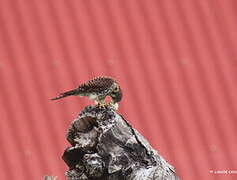 American Kestrel