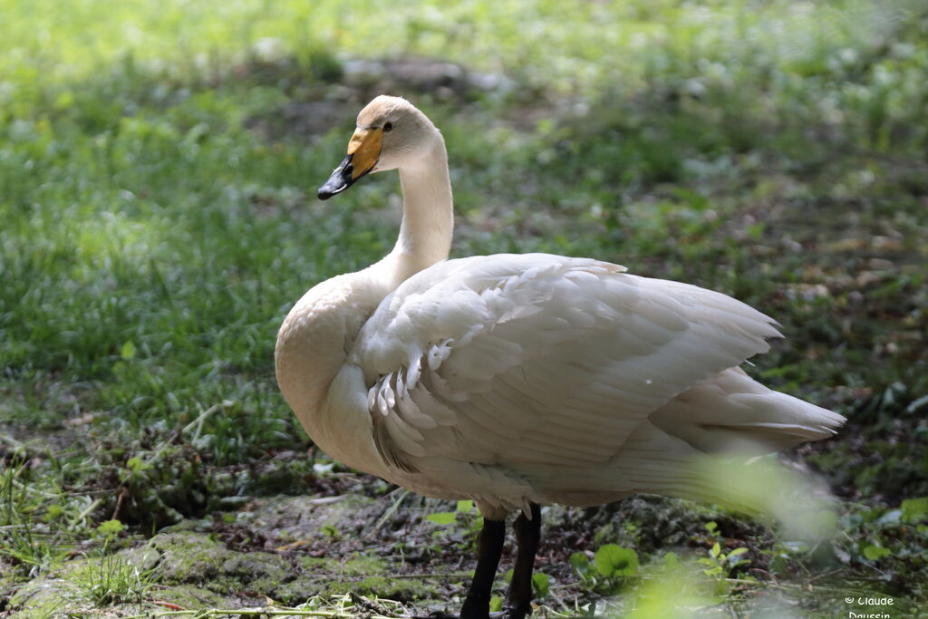 Whooper Swan