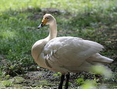 Whooper Swan