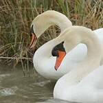 Cygne tuberculé