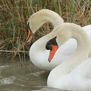 Mute Swan