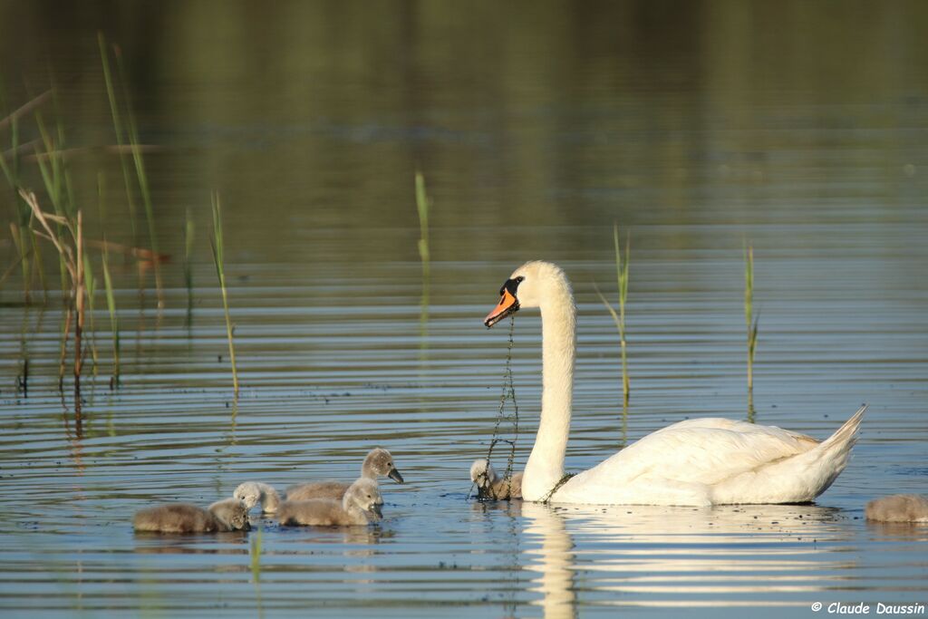 Cygne tuberculé