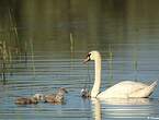 Cygne tuberculé