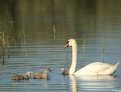 Mute Swan