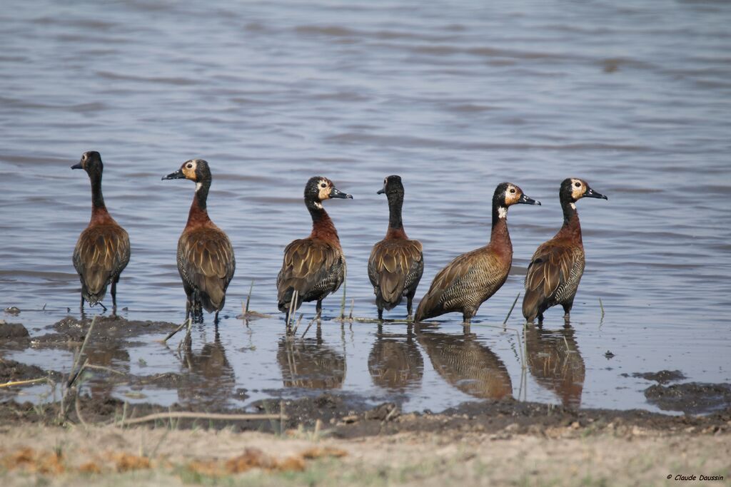 White-faced Whistling Duck