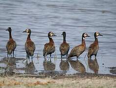 White-faced Whistling Duck