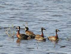 White-faced Whistling Duck