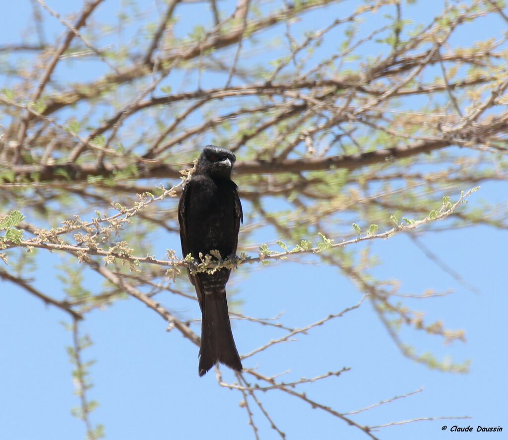 Fork-tailed Drongo