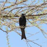 Fork-tailed Drongo