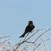 Fork-tailed Drongo