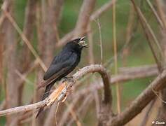 Fork-tailed Drongo