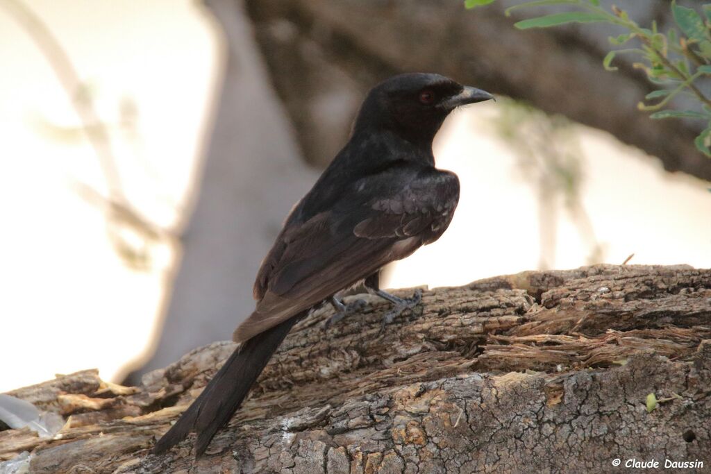 Fork-tailed Drongo