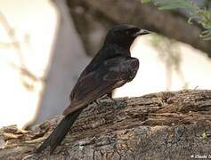 Fork-tailed Drongo