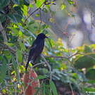 Drongo bronzé