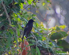 Drongo bronzé