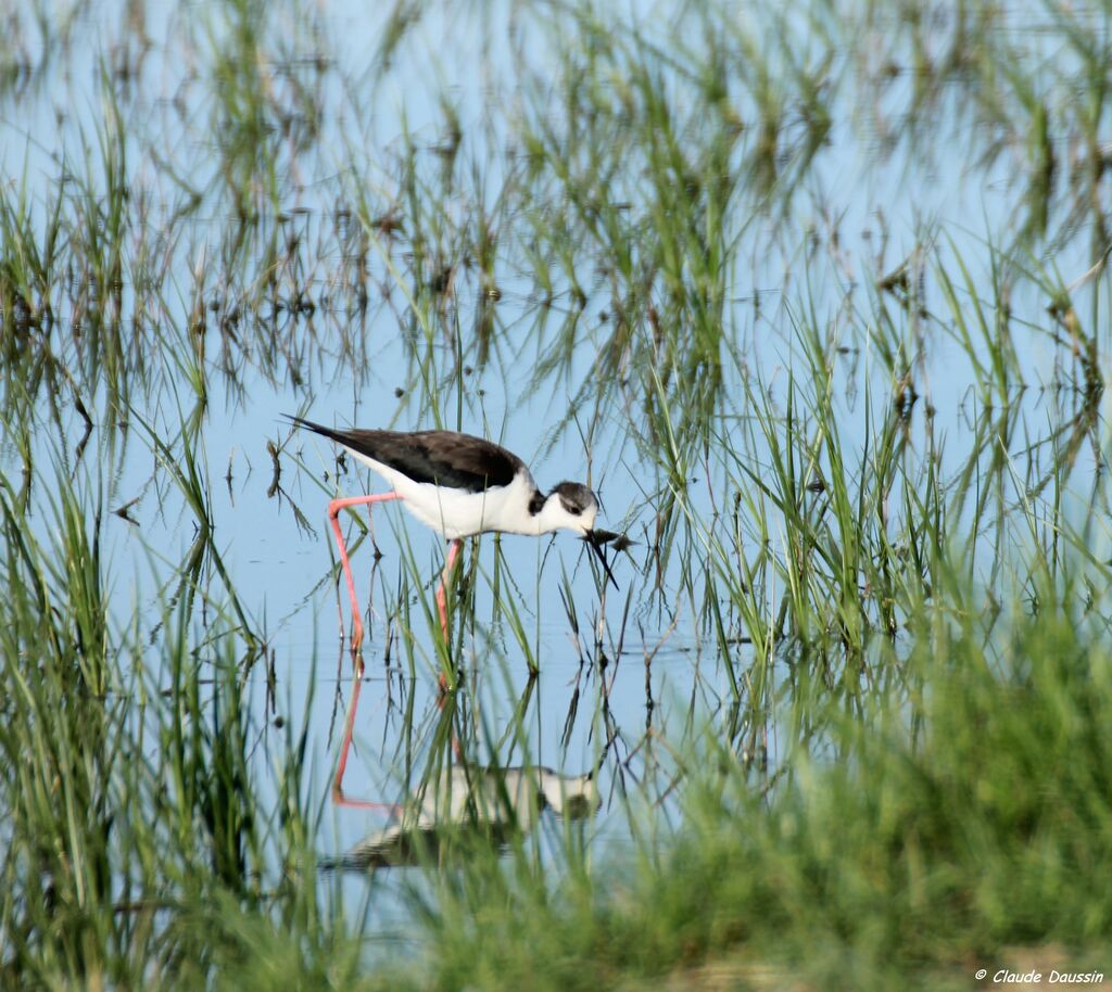 Black-winged Stilt