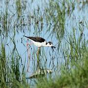 Black-winged Stilt